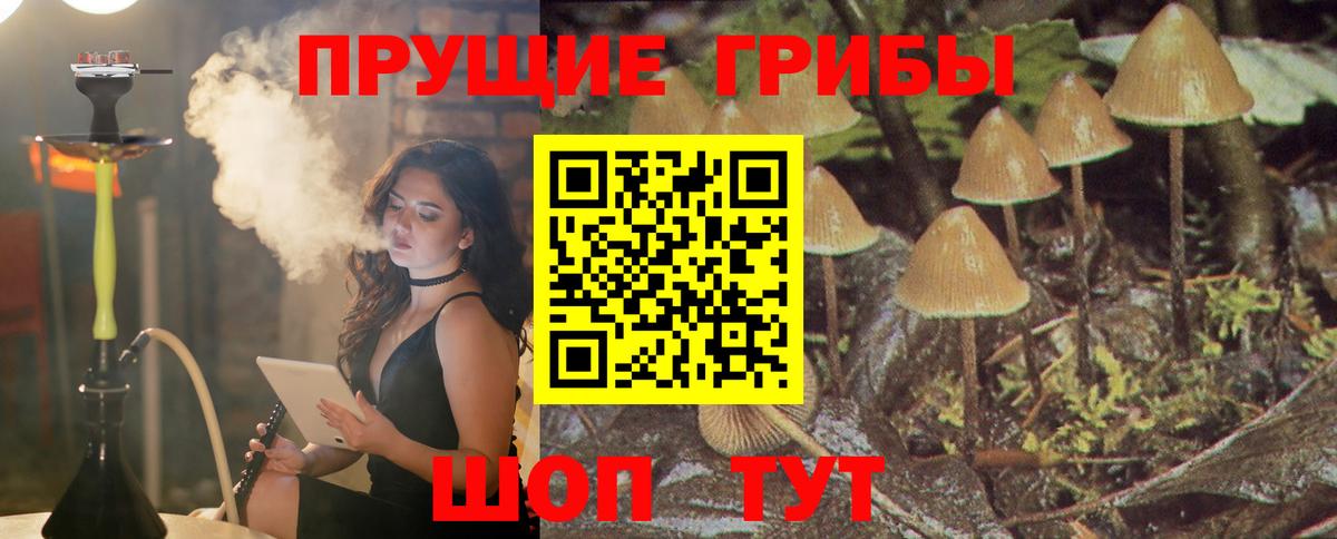 сколько стоит  Псилоцибиновые грибы MAGIC MUSHROOMS  Можга  Вход с VPN  Псилоцибиновые грибы Psilocybe 